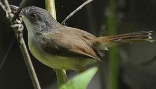 Grey-breasted Prinia