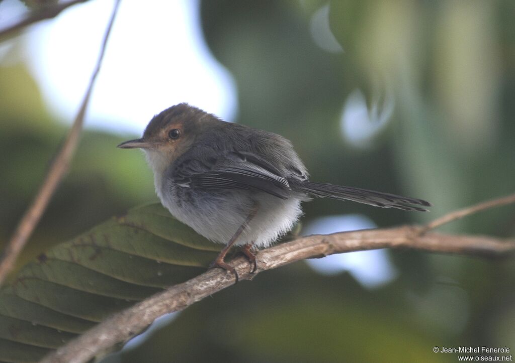 Prinia de São Tomé