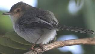 Sao Tome Prinia