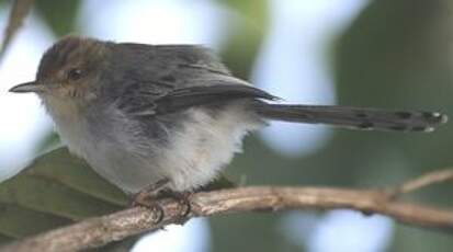 Prinia de São Tomé