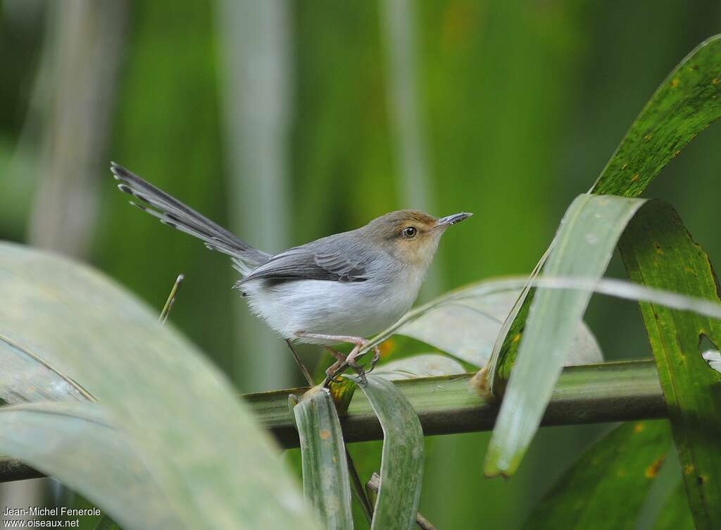 Prinia de São Toméadulte, identification