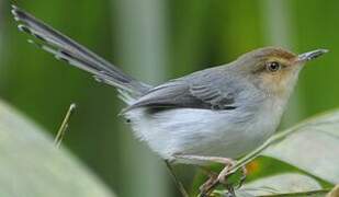 Prinia de São Tomé