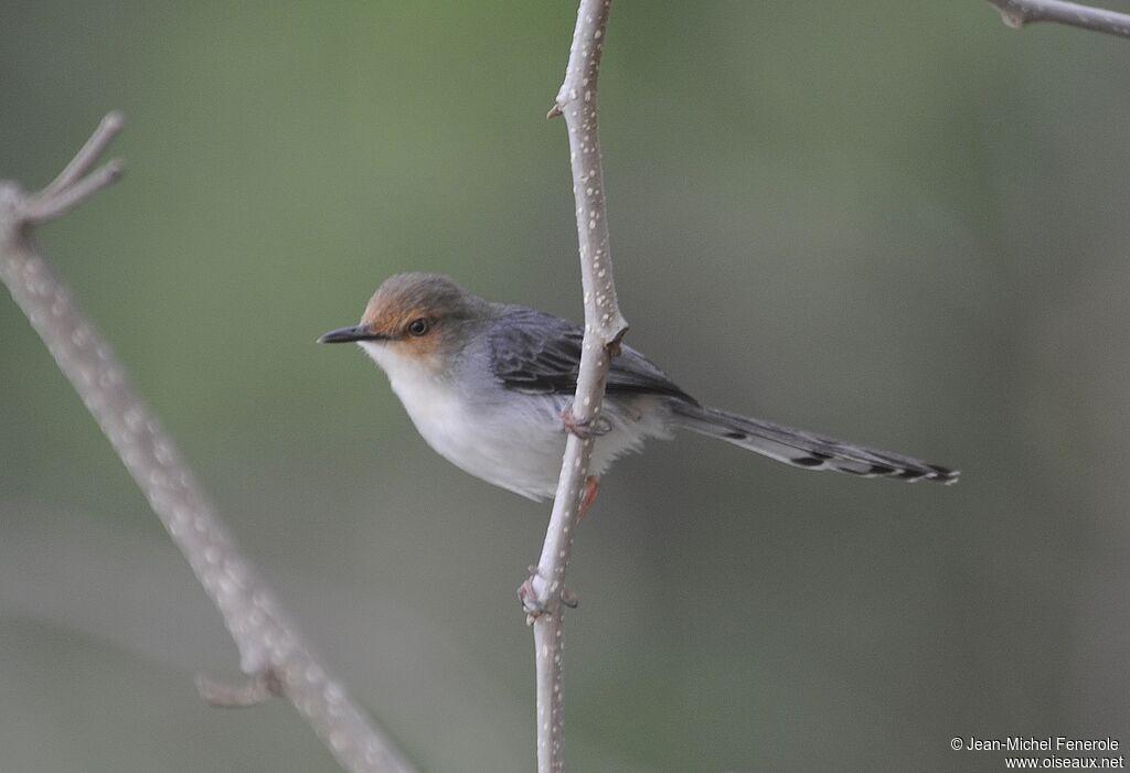 Prinia de São Tomé