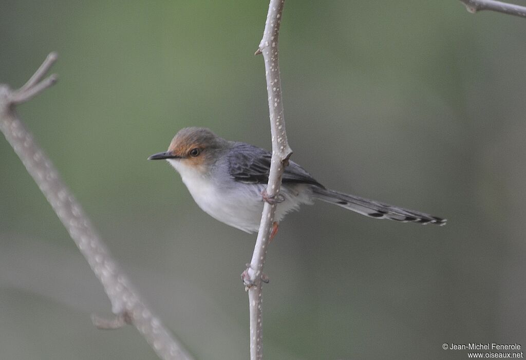 Sao Tome Prinia