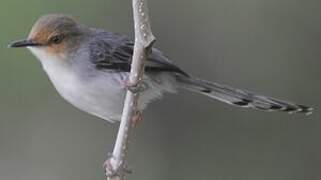 Prinia de São Tomé