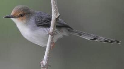 Prinia de São Tomé