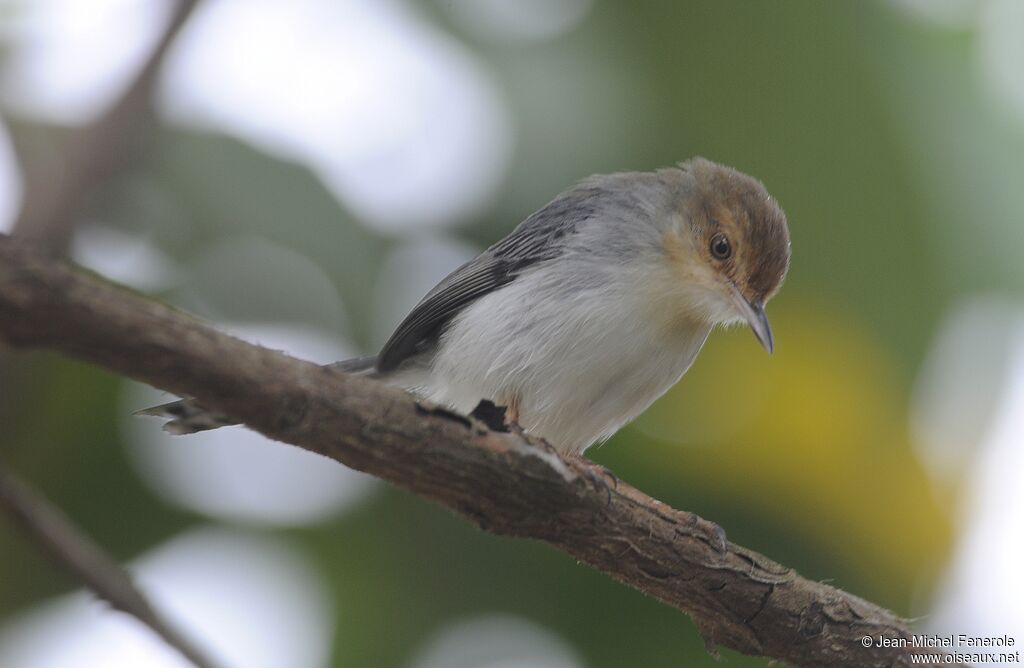 Prinia de São Tomé