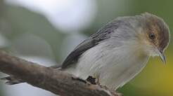 Prinia de São Tomé