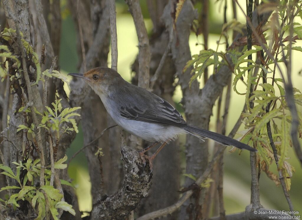 Sao Tome Prinia