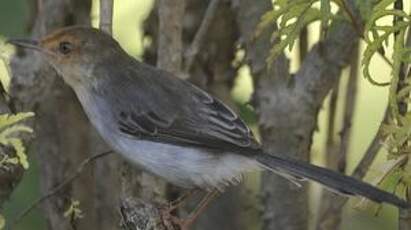 Prinia de São Tomé