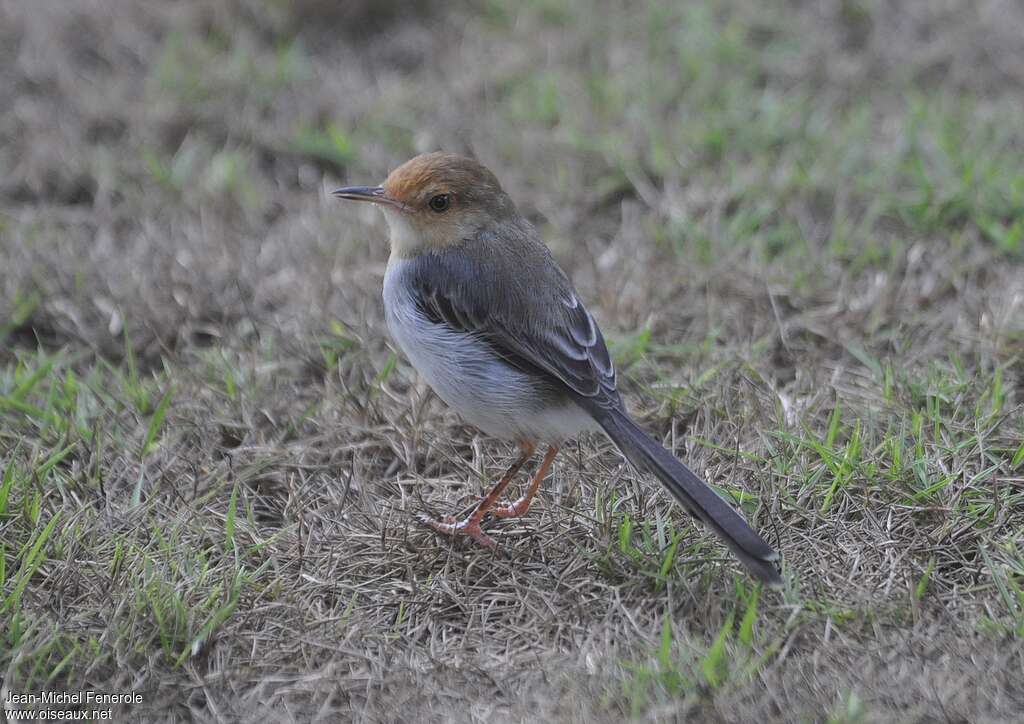 Prinia de São Toméadulte