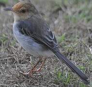 Prinia de São Tomé