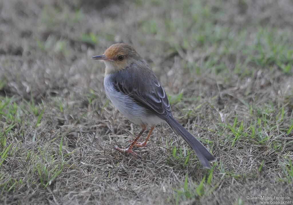 Prinia de São Tomé