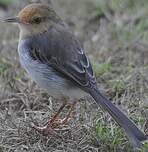 Prinia de São Tomé