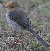 Sao Tome Prinia