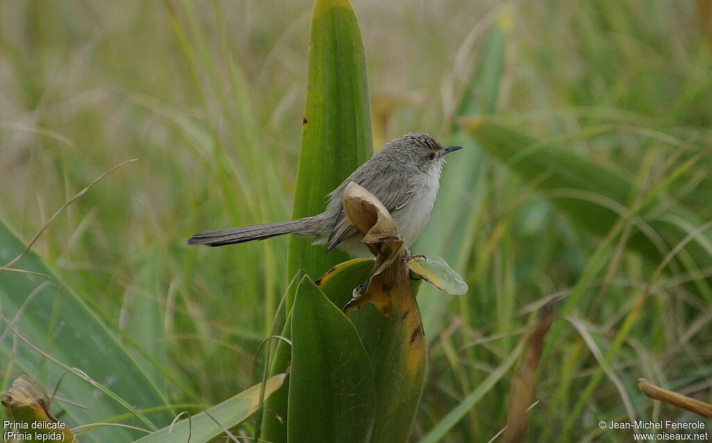 Prinia délicate