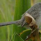 Prinia délicate