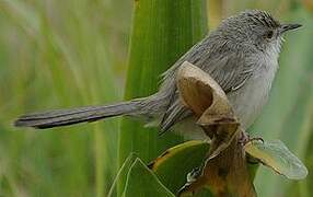 Delicate Prinia