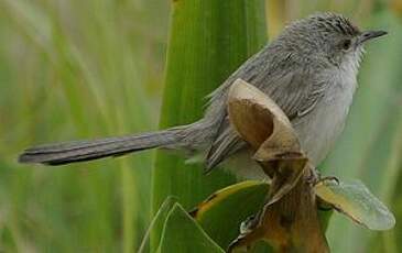 Prinia délicate