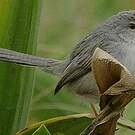 Prinia délicate