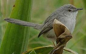 Prinia délicate