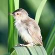 Prinia simple