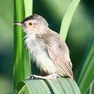 Prinia simple