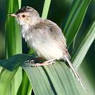 Prinia simple
