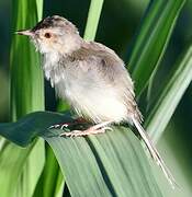 Prinia simple