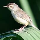 Prinia simple