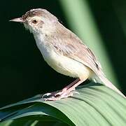 Prinia simple