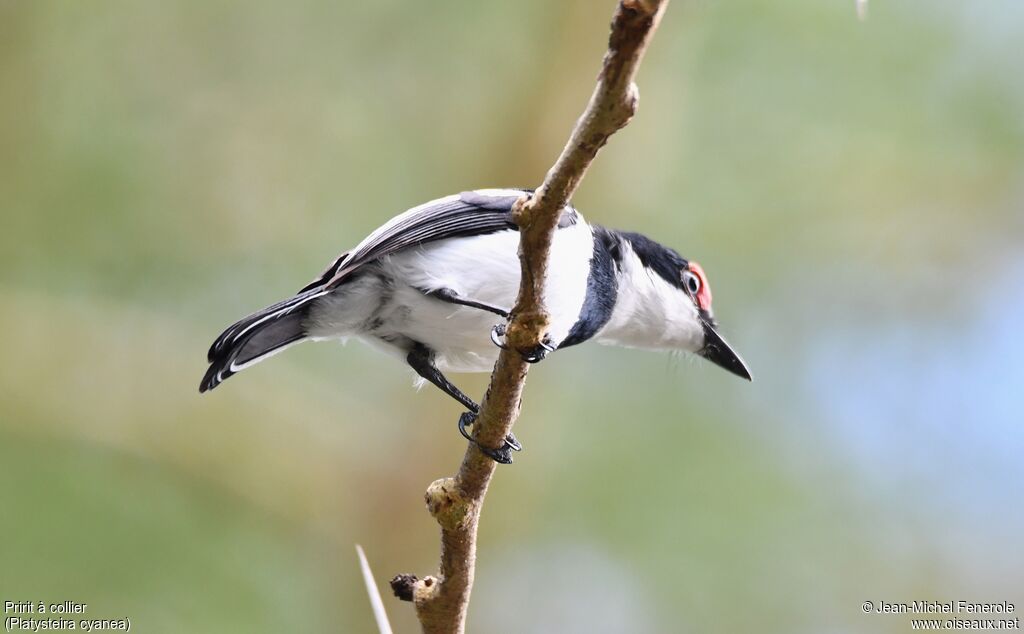 Pririt à collier