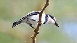 Brown-throated Wattle-eye