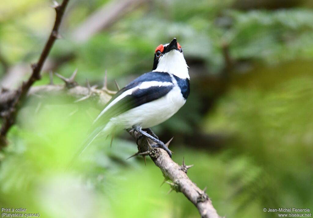 Brown-throated Wattle-eye