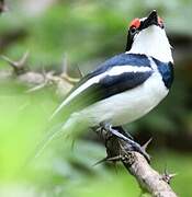 Brown-throated Wattle-eye