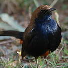 Pseudotraquet indien