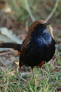 Indian Robin