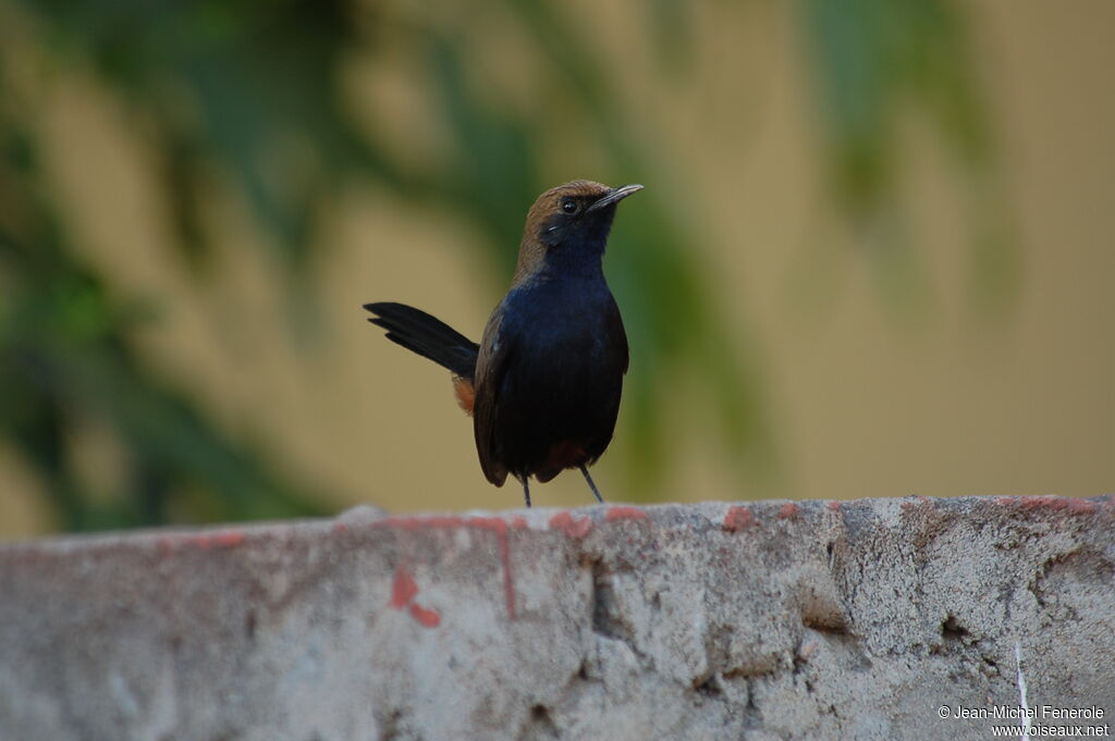 Indian Robin