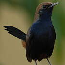 Pseudotraquet indien