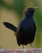 Indian Robin