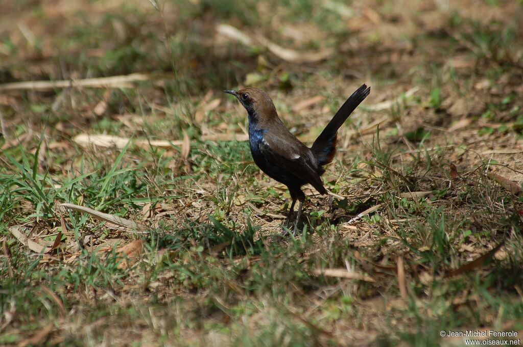 Indian Robin