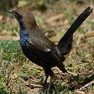 Pseudotraquet indien