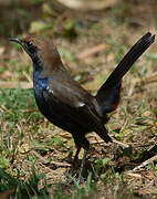 Indian Robin