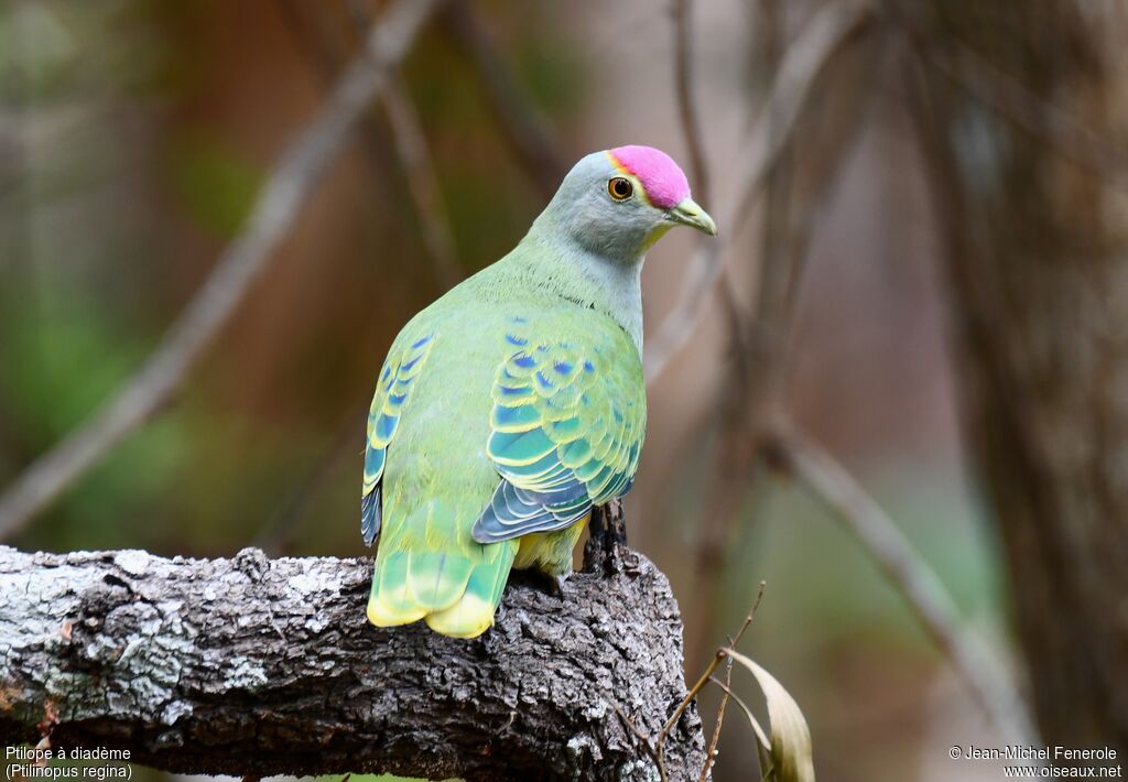 Rose-crowned Fruit Dove