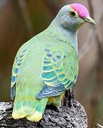 Rose-crowned Fruit Dove