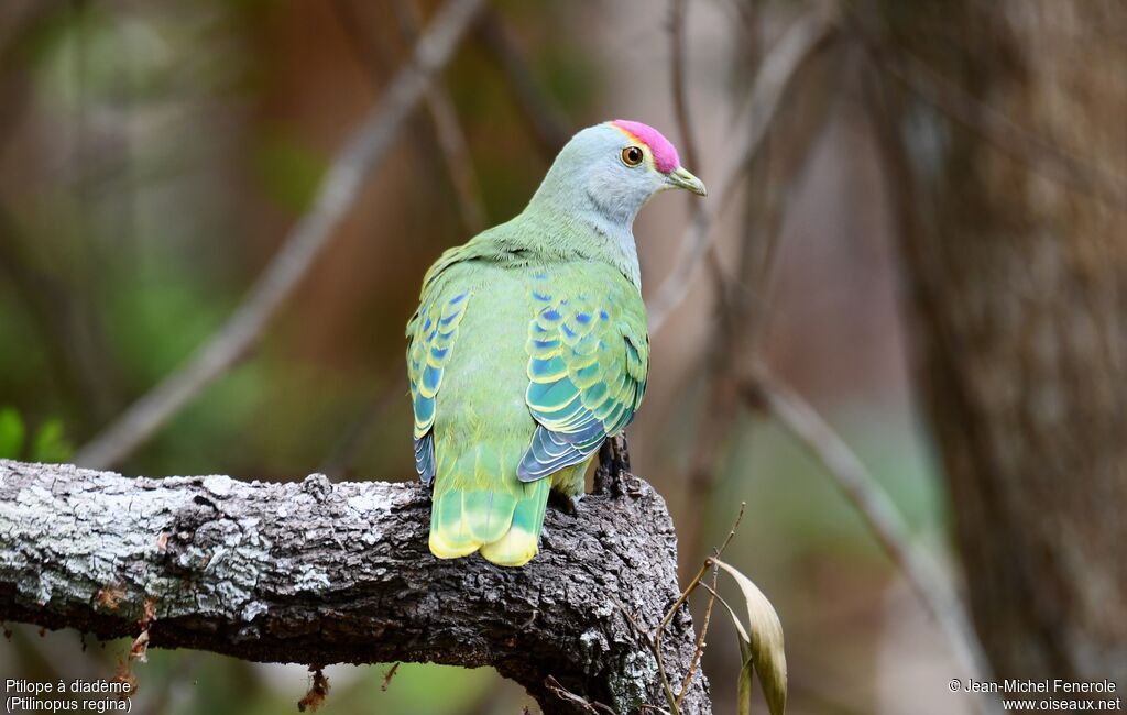 Rose-crowned Fruit Dove