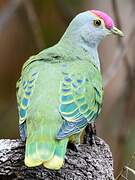 Rose-crowned Fruit Dove