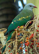 Wompoo Fruit Dove