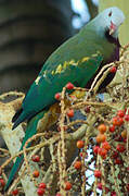 Wompoo Fruit Dove