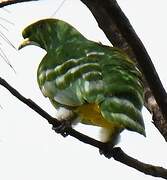 Cloven-feathered Dove